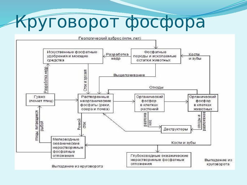 Биогеохимические процессы в биосфере презентация 11 класс