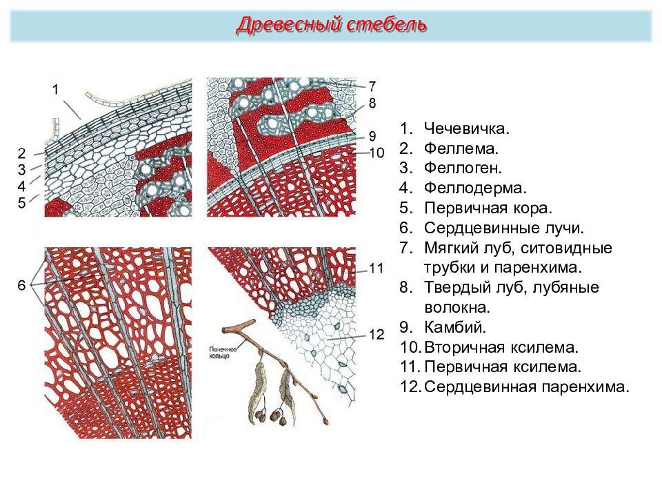 Древесный стебель. Феллема феллоген феллодерма. Сердцевинная паренхима стебля. Паренхима первичной коры Чечевичка. Феллодерма и паренхима.
