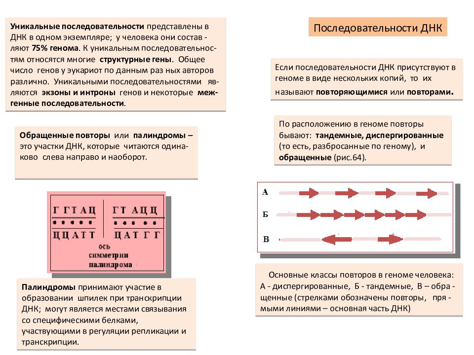 Ген участок днк