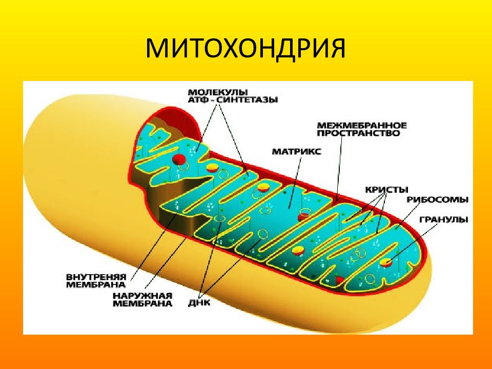 Что такое митохондрии простыми словами у человека. Митохондрии рисунок и функции. Строение митохондрии клетки. Строение митохондрии гистология.