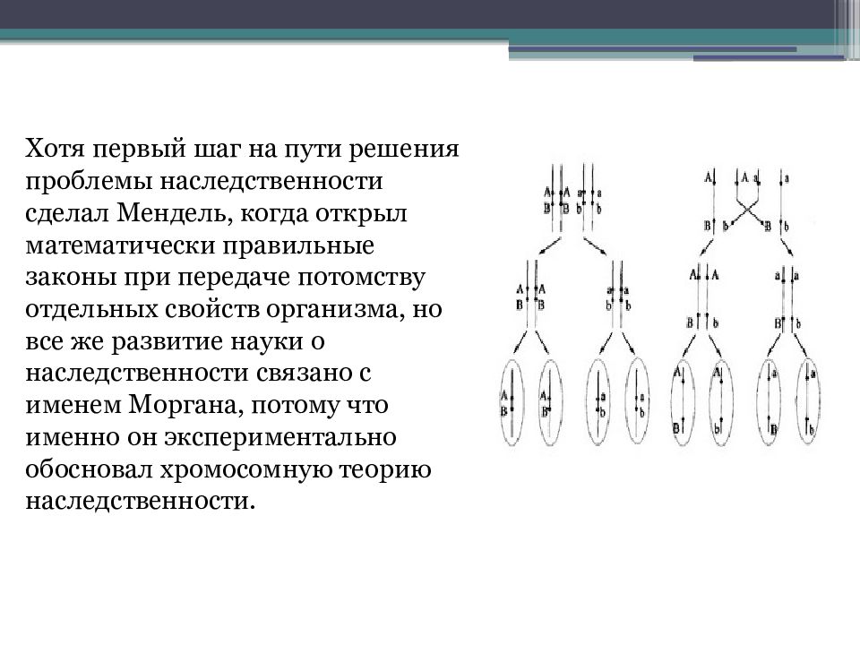 Теория наследственности Моргана. Хромосомная теория наследственности Моргана. Первый опыт Моргана.