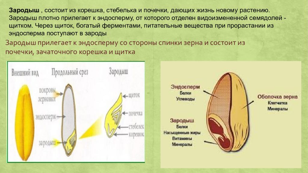 Где находятся питательные вещества в зерновке. Морфологическое строение зерновки. Строение зерновки овса. Строение зерновки пшеницы. Описание зерновки пшеницы.