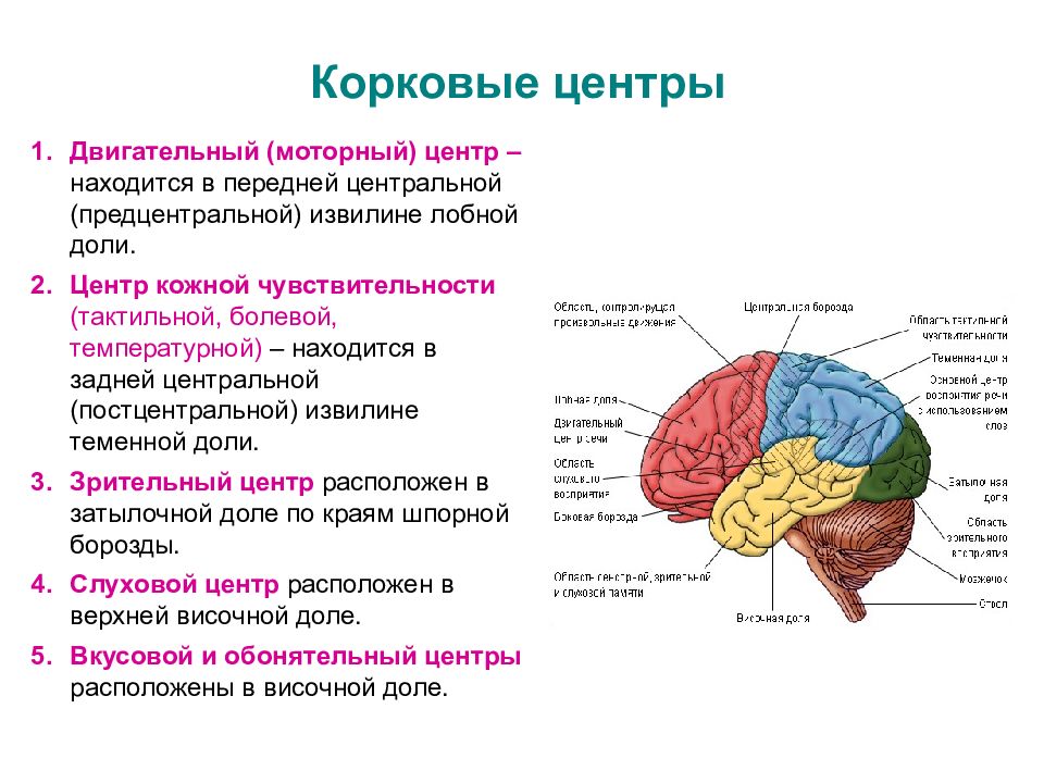 Значение извилин головного мозга. Строение лобной доли конечного мозга. Чувствительные зоны коры больших полушарий таблица. Корковые центры коры головного мозга.