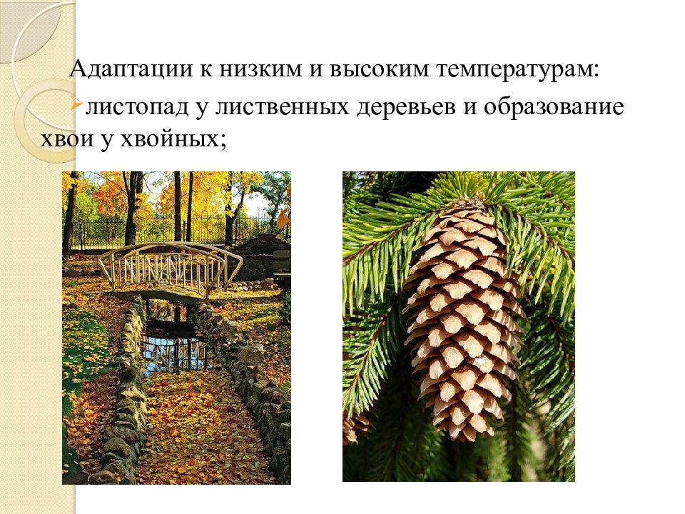 адаптация антропология. пути приспособления организмов к условиям среды. морфофункциональная адаптация. приспособление организмов к условиям окружающей среды. приспособляемость и адаптация.