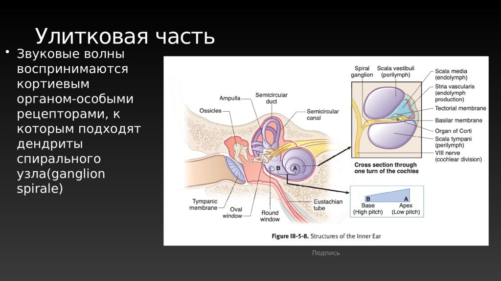 8 пара чмн презентация