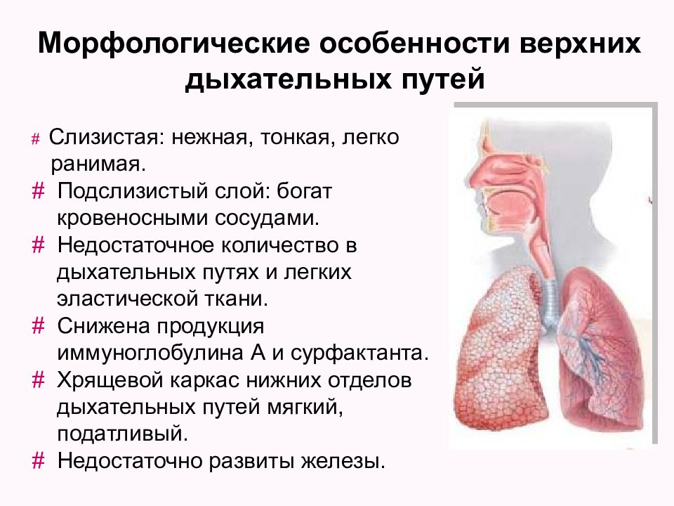 Слизистая оболочка дыхательных путей представлена. Афо слизистой оболочки органов дыхания. Особенности строения слизистой дыхательных путей. Особенности верхних дыхательных путей. Характеристика верхних дыхательных путей.