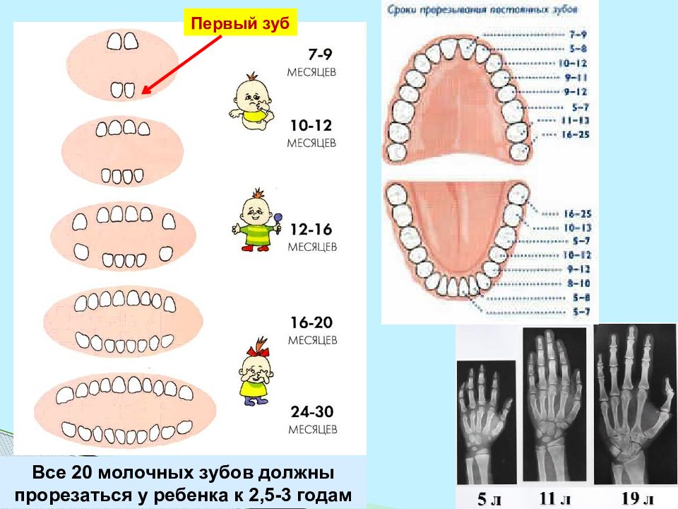 Когда меняются зубы. Молочные зубы у детей схема. Рост постоянных зубов у детей. Схема зубов у ребенка с номерами. Молочные и постоянные зубы у детей.