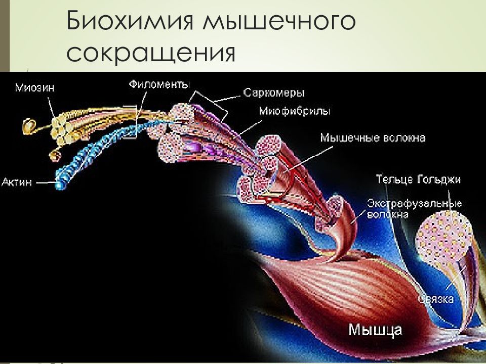 Презентация биохимия мышечного сокращения