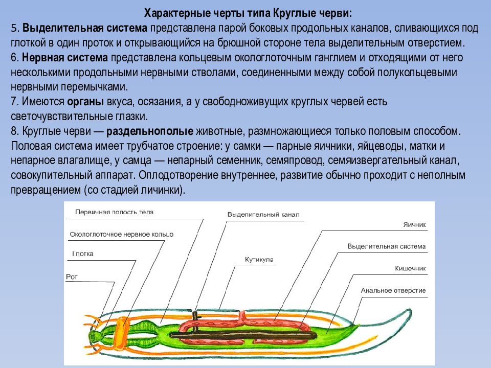 Аскарида и человек тип взаимоотношений