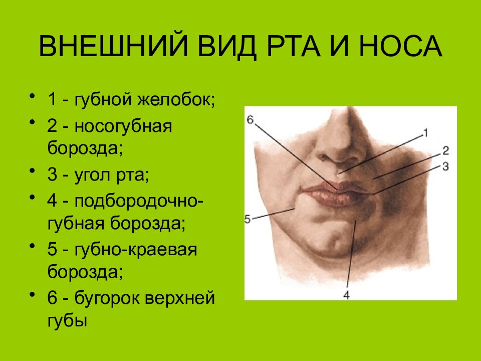 Между носом и ртом. Подбородочно губная борозда. Губной Желобок анатомия. Между верхней губой и носом.