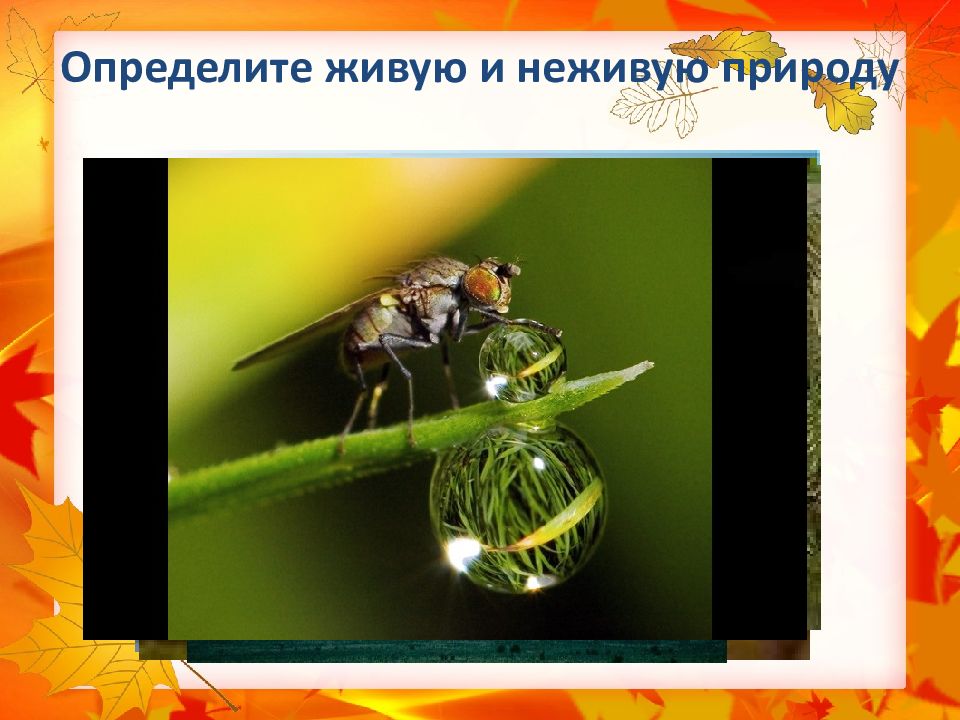 Определите живую и неживую природу