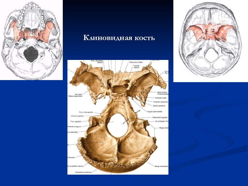 Клиновидная кость фото картинка