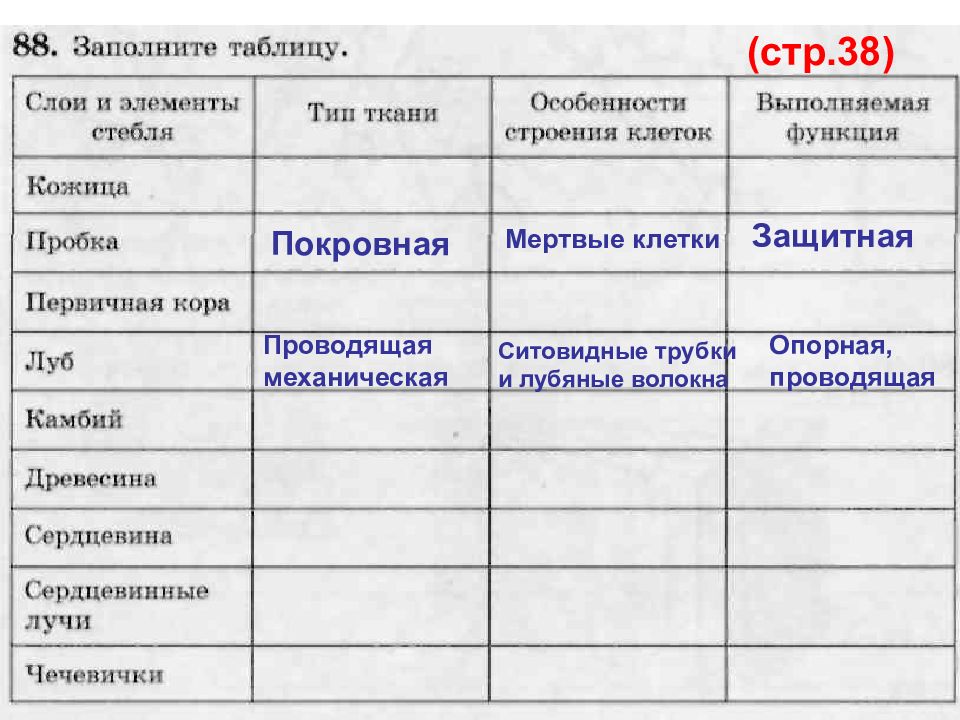 Строение стебля таблица 6