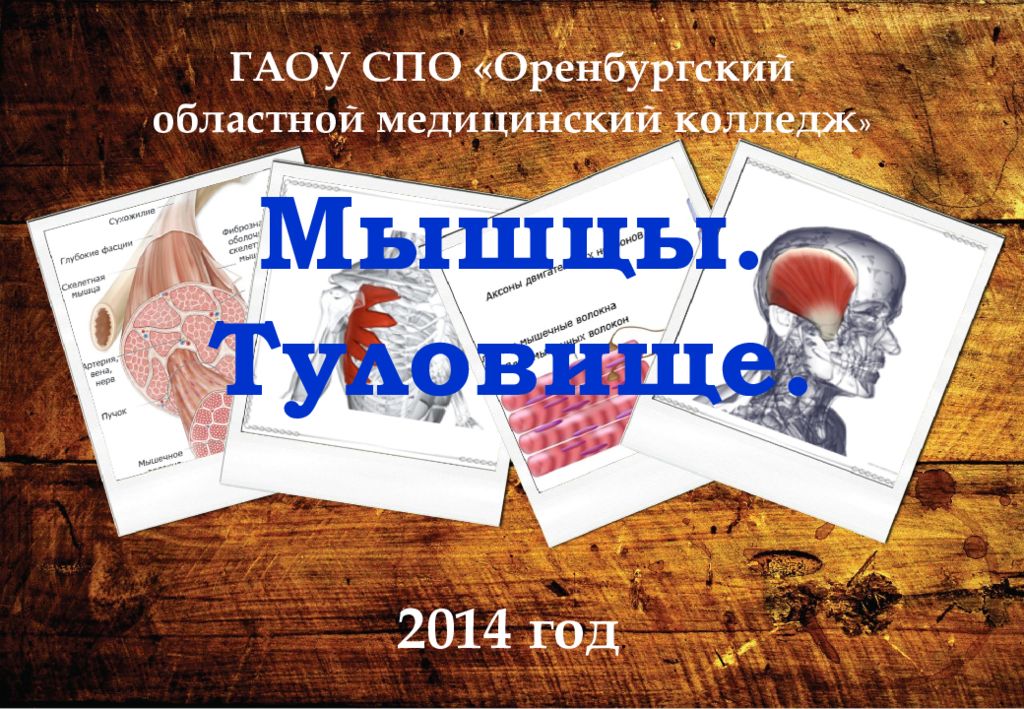 Мышцы. Туловище. ГАОУ СПО «Оренбургский областной медицинский колледж » 2014