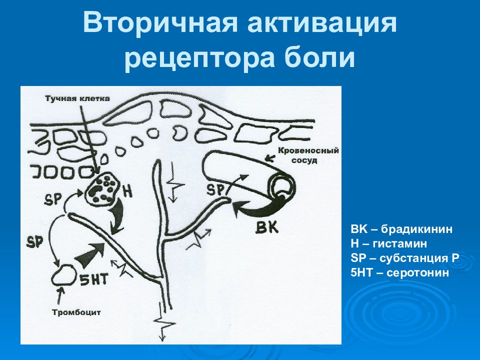 Патофизиология нервной системы презентация