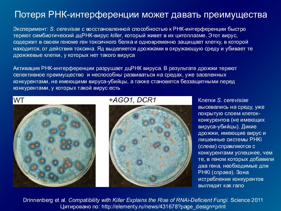 Рнк интерференция. Интерференция вирусов. Интерференция микробиология. Эффект интерференции вирусов. Феномен интерференции микробиология.