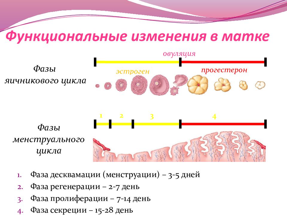 Фазы цикла у женщин по дням схема что происходит