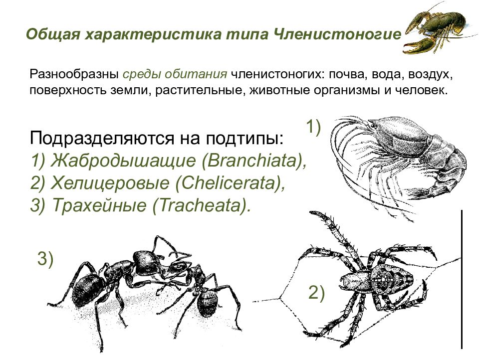 Какая схема верно отражает место членистоногих среди других беспозвоночных