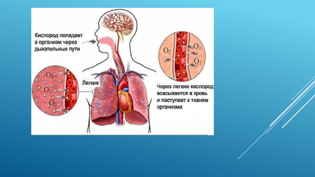 Кислород в тканях организма. Как кислород попадает в организм. Как кислород попадает в кровь. Как кислород попадает в легкие. Кислород поступает в кровь.