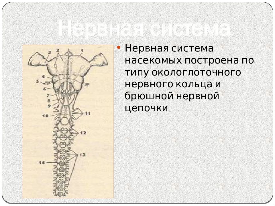 Нервная система насекомых. Тип нервной системы у насекомых. Нервная система насекомых схема. Нервная система насекомых построена по типу.