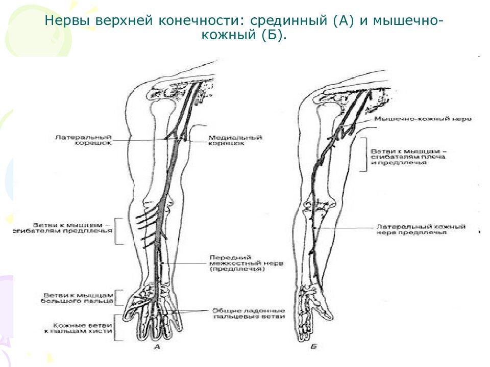 Нервы ноги. Зона иннервации нервов верхней конечности. Нервы иннервирующие верхнюю конечность. Срединный нерв схема иннервации. Срединный нерв иннервация кожи.