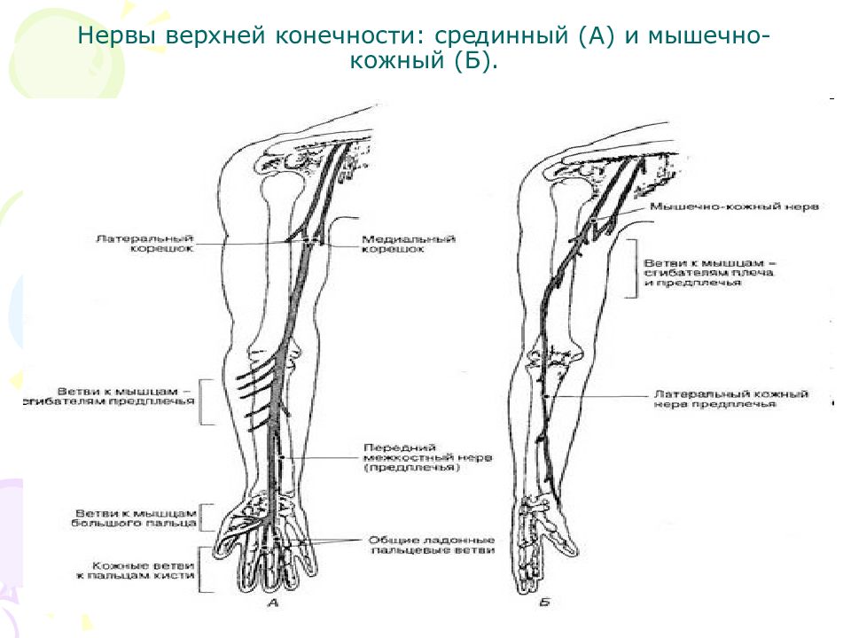 Мышечно кожный. Зона иннервации нервов верхней конечности. Нервы иннервирующие верхнюю конечность. Срединный нерв схема иннервации. Срединный нерв иннервация кожи.