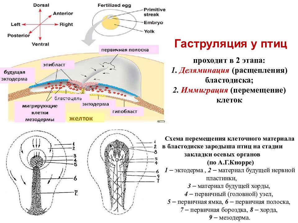 Схема зародыша человека в конце ранней гаструляции 13 е сутки развития