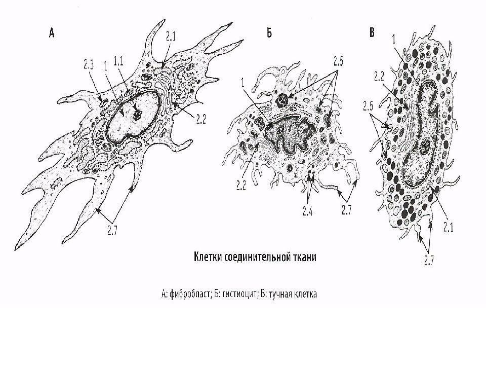 Функции фибробластов соединительной ткани. Функции фибробластов соединительной ткани. Тканевые макрофаги соединительной ткани. Фиброцит функции гистология. Функции фибробластов соединительной ткани.