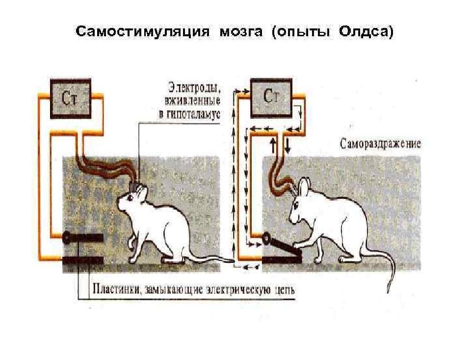 Лекция 5 Физиология нервной системы