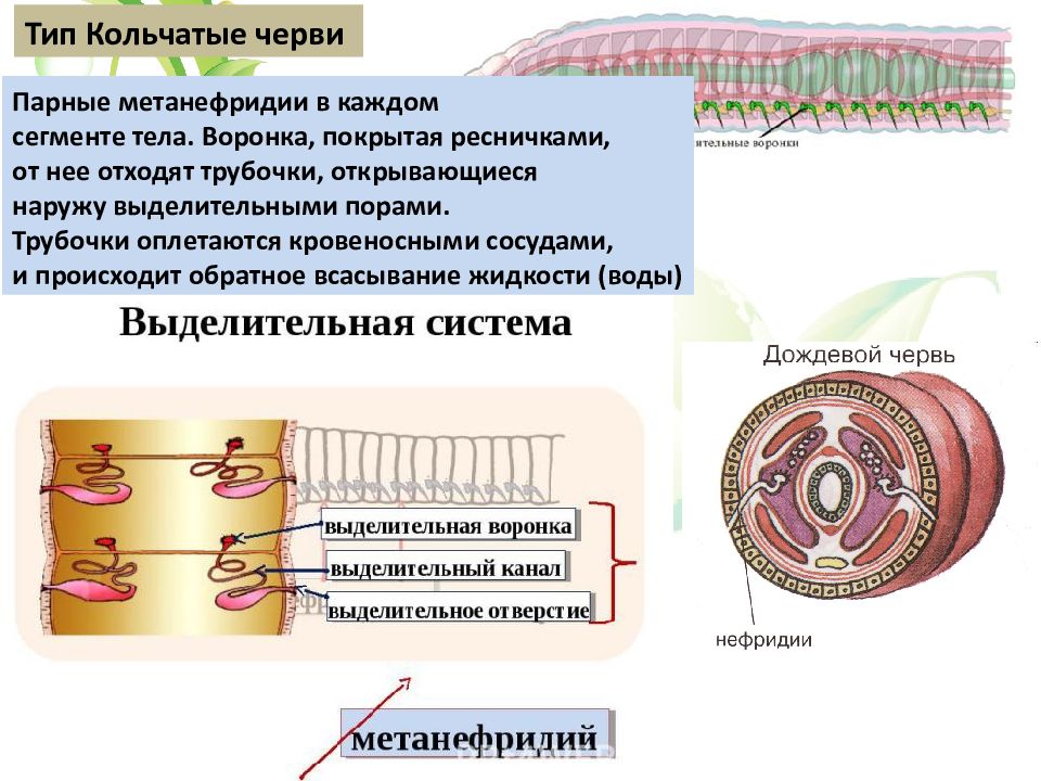 Слои кольчатых червей. Метанефридии кольчатых червей. Кольчатые черви протонефридии. Органы выделительной системы кольчатых червей. Строение выделительной системы кольчатых червей.