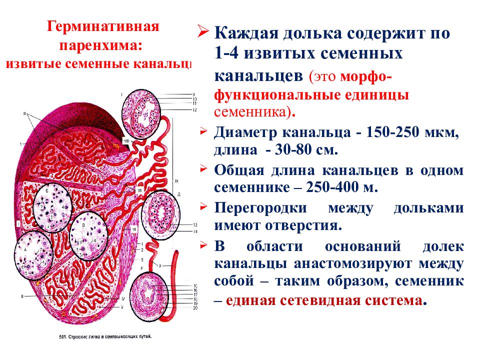 Семенники какая система. Мужская половая система семенник. Извитиые чеменные уанальцы. Извитые семенные канальцы. Извитые сменные каналы.