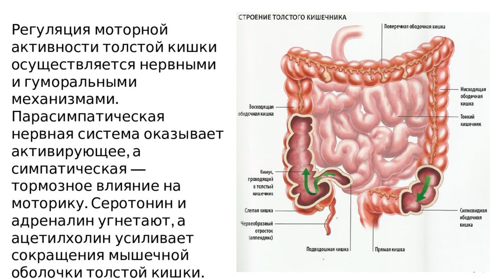 Кишечник особенности и функции. Сигмовидная кишка анатомия человека. Пищеварительная система толстая кишка. Отделы толстой кишки анатомия человека. Функция толстой кишки в пищеварительной системе.