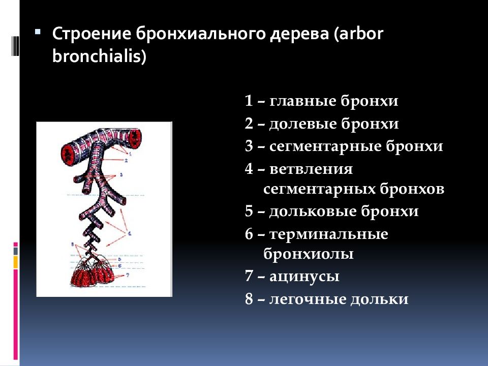 Какие структуры бронхиального дерева не имеют в своих стенках хрящевых пластинок