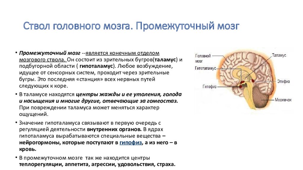 Промежуточный мозг 8 класс биология. Нервные центры промежуточного мозга. Нервная система промежуточный мозг. Остаток полости промежуточного мозга. 67. Нервные центры промежуточного мозга.