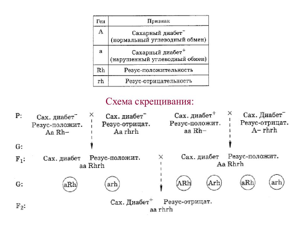 Составление элементарных схем скрещивания практическая работа