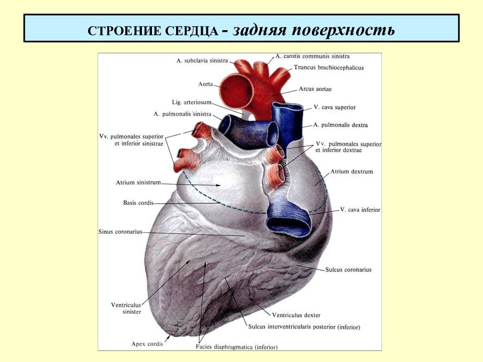 Презентация по анатомии сердце