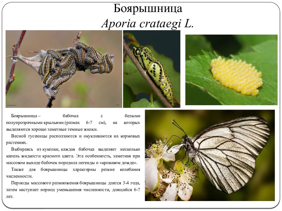 Бабочка боярышница описание. Боярышница (Aporia crataegi). Бабочка боярышница строение.