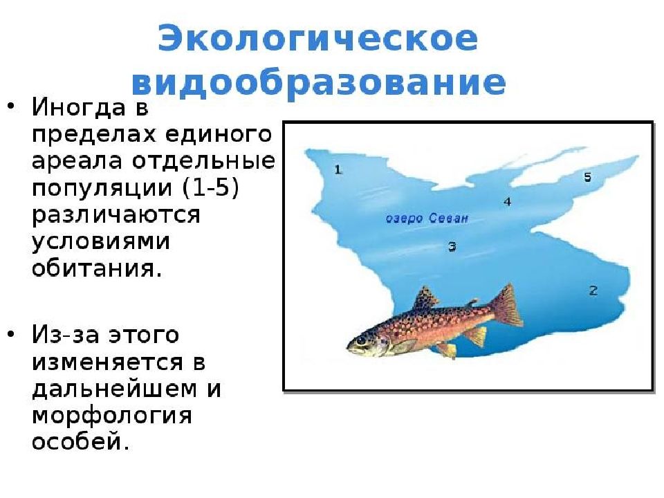 Пример экологического видообразования. Севанская форель видообразование. Севанская форель экологическое видообразование. Форель озера Севан видообразование. Севанская форель экологическая изоляция.