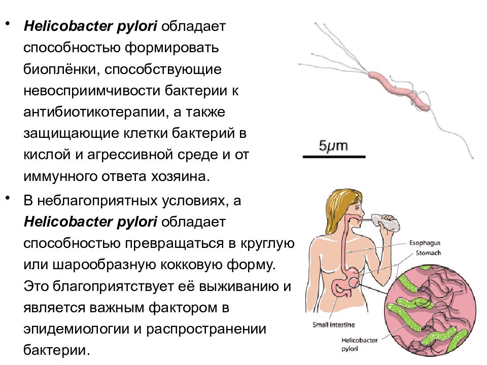 Схемы хеликобактер