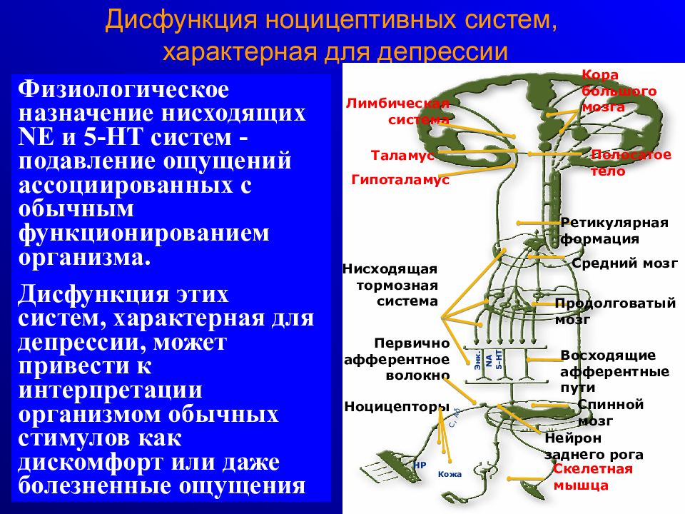 Систему характеризуют. Ноцицептивная система пути. Функции ноцицептивной системы. Проводящие пути ноцицептивной и антиноцицептивной систем. Уровни ноцицептивной системы.