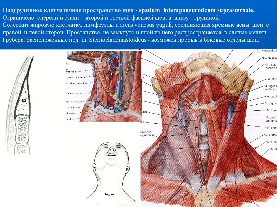 Топографическая анатомия и оперативная