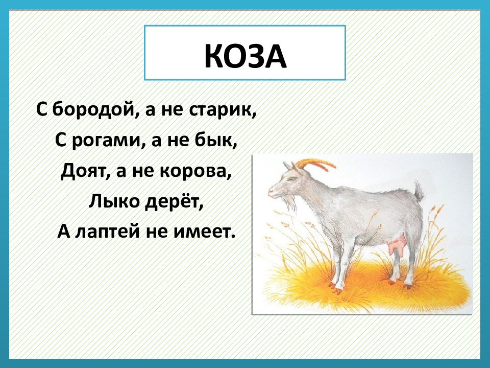 Загадка бородой трясет лыко дерет а лаптей. Загадки о животных. Загадки про животных для детей. Загадки про животных 1 класс. Очень сложные загадки про животных.