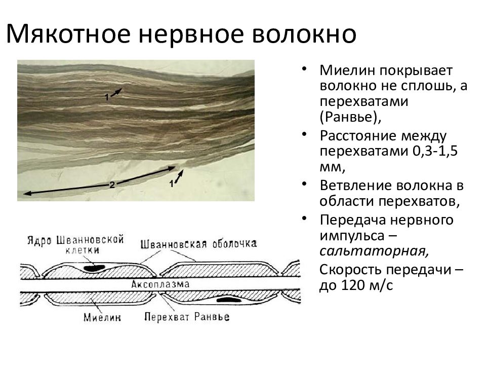 Строение нервного волокна рисунок