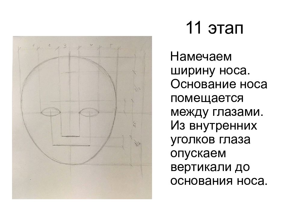 Пропорции головы человека презентация