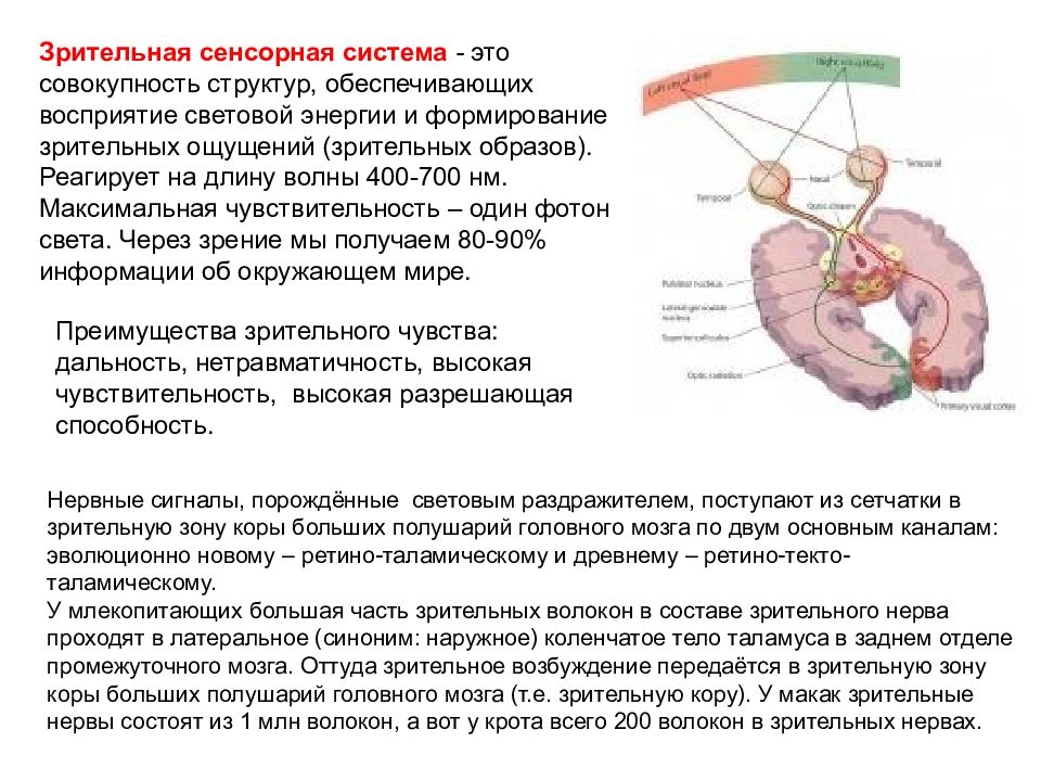 Зрительная сенсорная система презентация