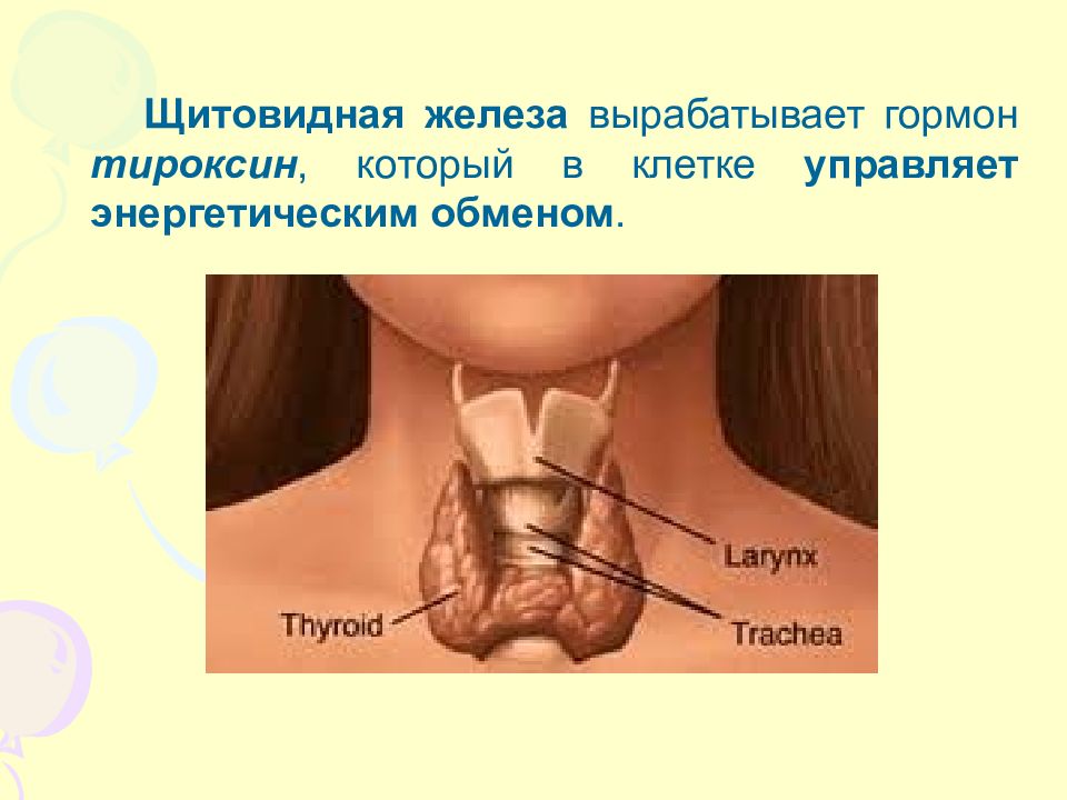 Какие железы вырабатывают тироксин. Щитовидной железой продуцируется. Щитовидная железа вырабатывает гормон. Железа вырабатывающая гормон тироксин. Щитовидная железа гормоны вырабатываемые железой.
