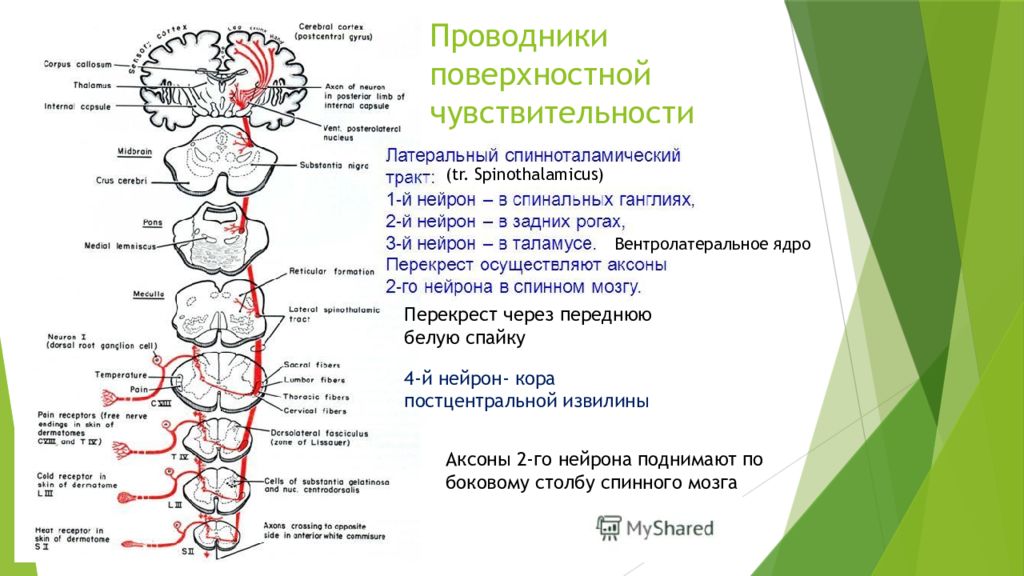 Поверхностные пути. Проводящие пути поверхностной чувствительности неврология. Схема проводящих путей поверхностной чувствительности. Анатомия проводящих путей поверхностной чувствительности. Путь поверхностной чувствительности неврология схема.