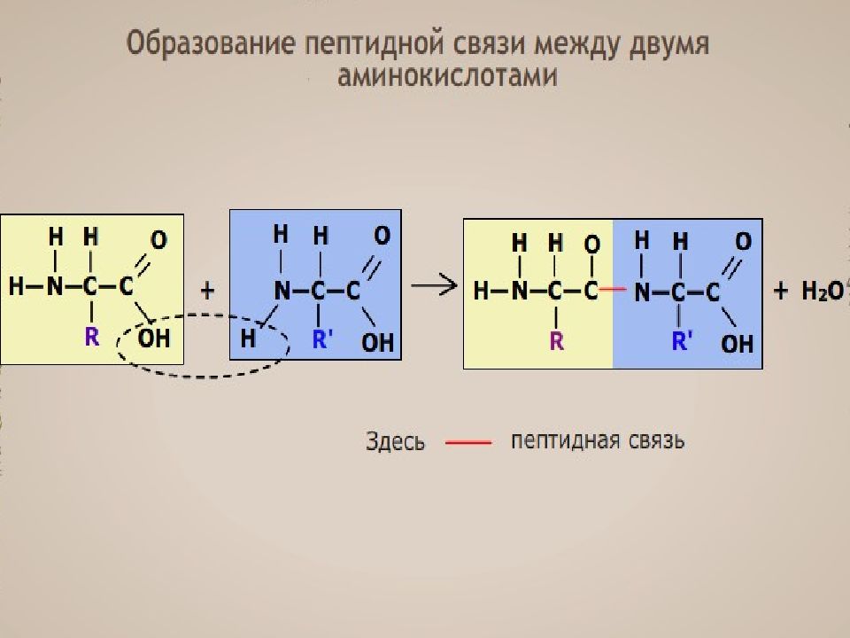 Пептидная связь является. Реакция образования пептидной связи между двумя аминокислотами. Механизм образования пептидной связи в белках. Схема пептидной связи. Схема образования пептидной связи.