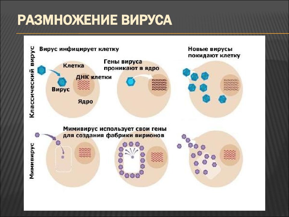 Как происходит размножение вирусов вызывающих спид. Размножение вирусов схема. Этапы заражения вирусом клетки. Этапы размножения вирусов. Заражение клетки вирусом схема.
