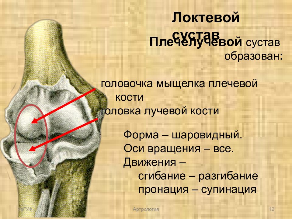 Мыщелки плечевой кости. Мыщелок локтевого сустава. Мыщелок плечевой кости. Локтевой сустав образован костями ответ. Мыщелка плечевой кости фото.